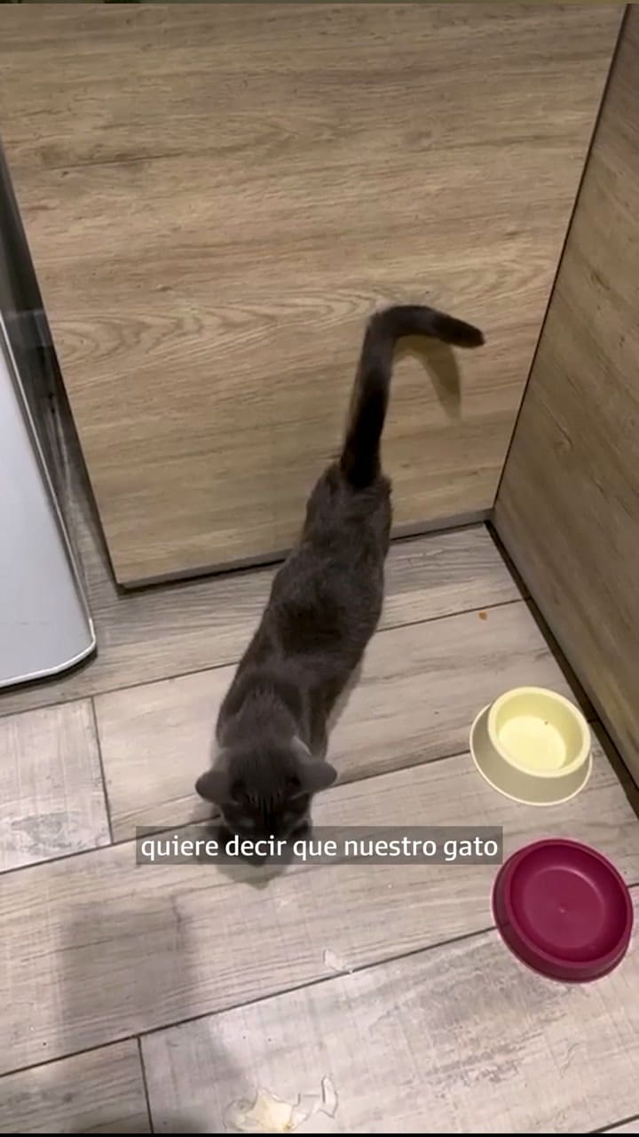 ¿Qué dice la cola de tu gato sobre cómo se siente?
