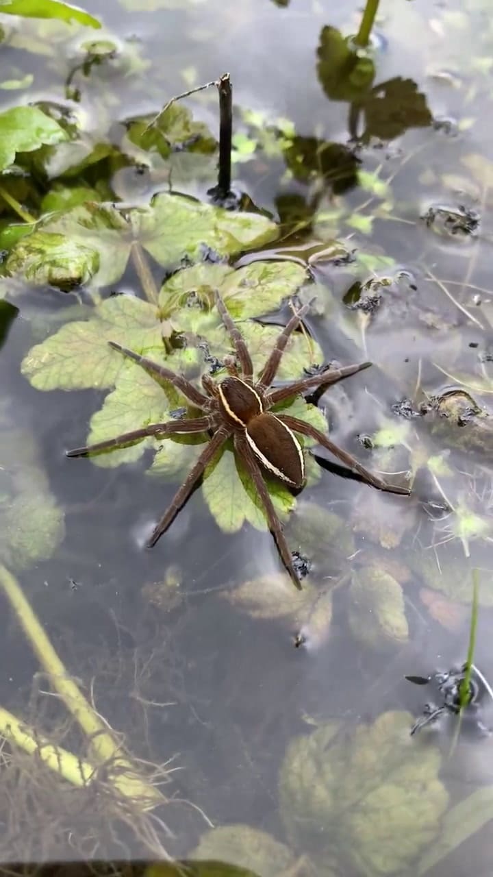 Araña balsa