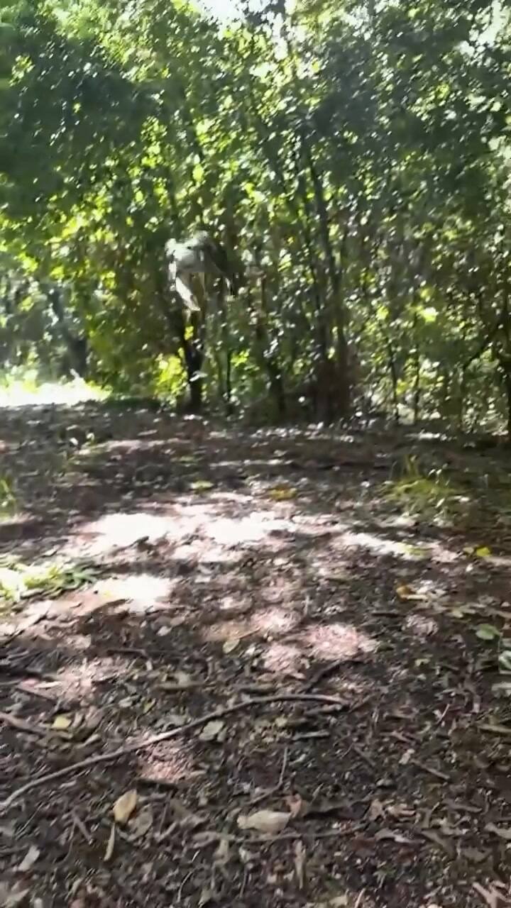 De la agonía a los cielos: un ave al borde de la muerte volvió a dominar las alturas en Florida