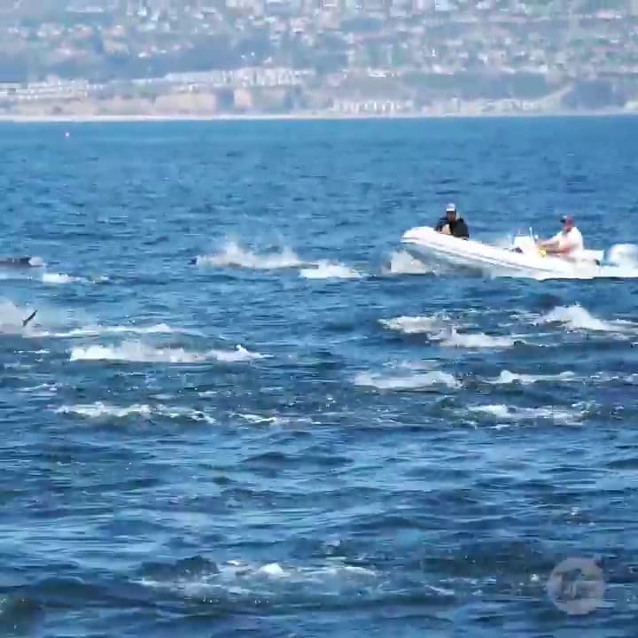 Captan el momento exacto en que 500 delfines nadaron juntos a toda velocidad