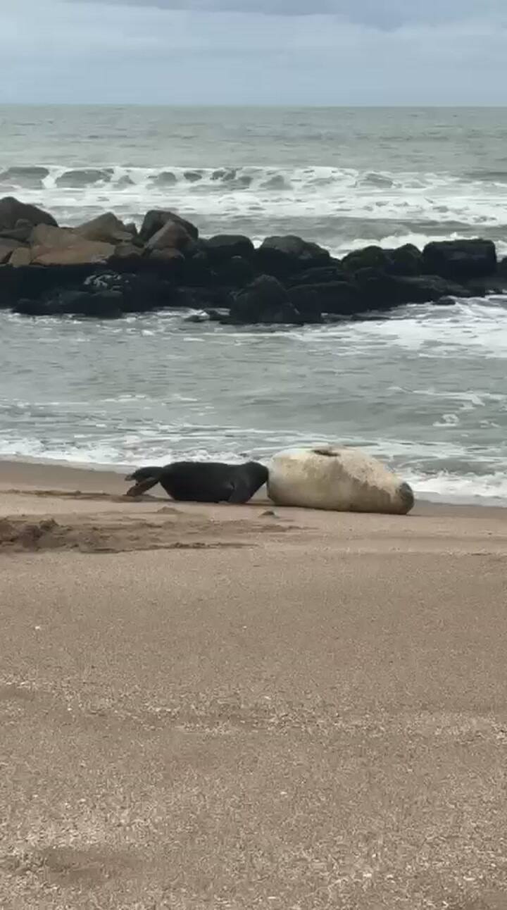 La madre amamantando a su cría