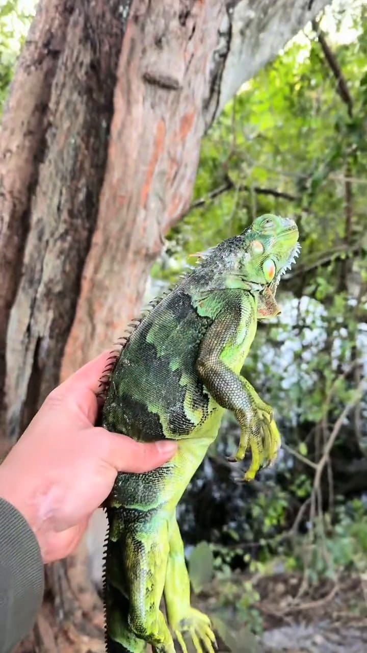 Un joven de Florida cocinó tacos de iguana verde