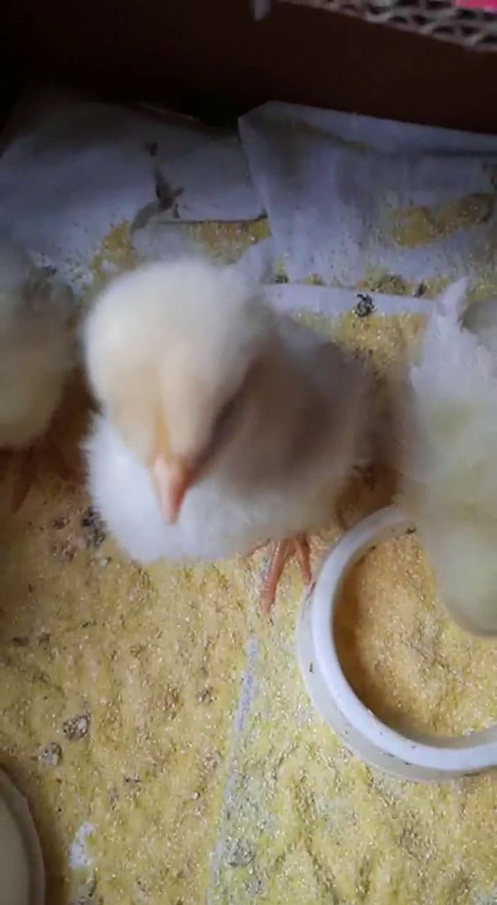Pollitos rescatados