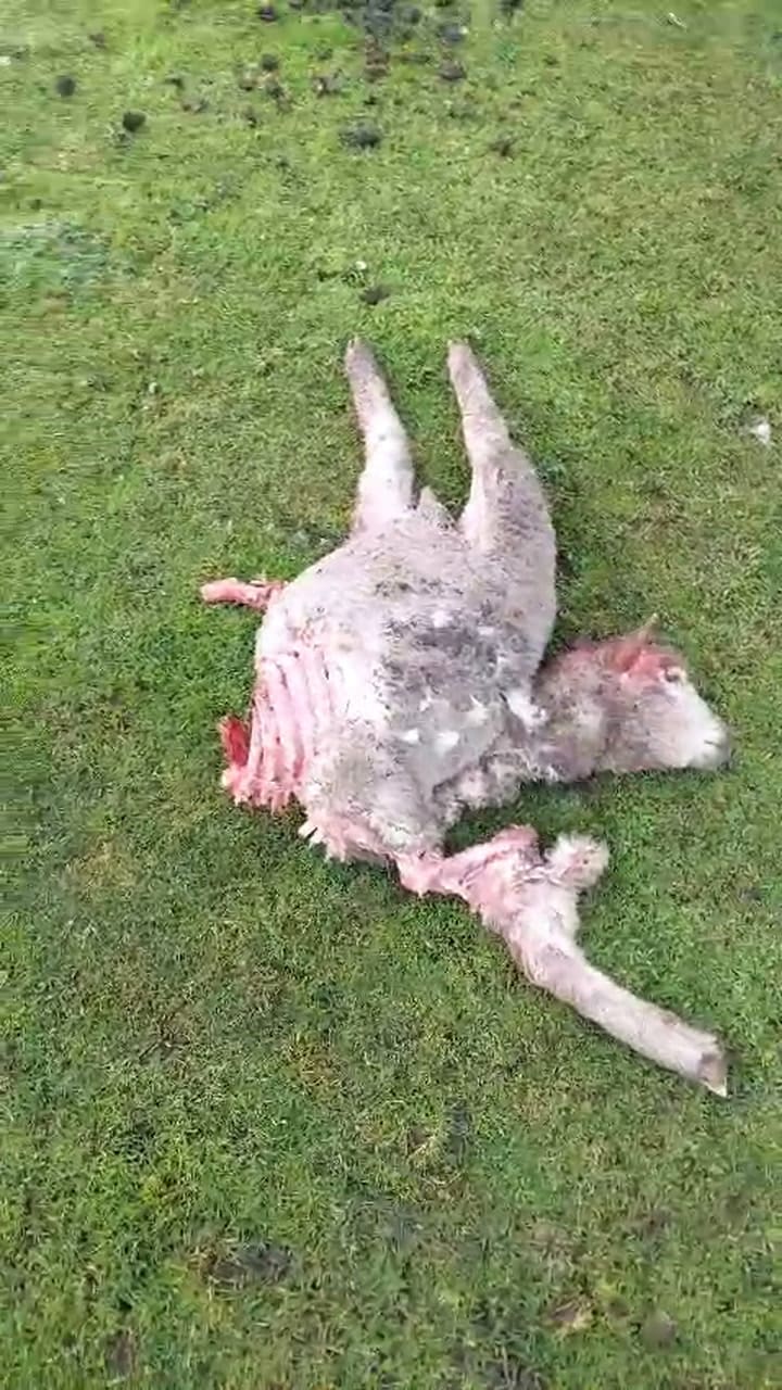Cada día los pumas le eliminan animales