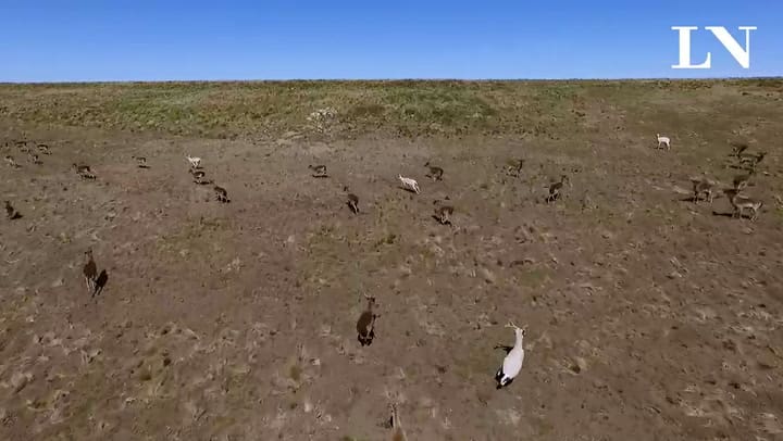 DRONE FRA PAL