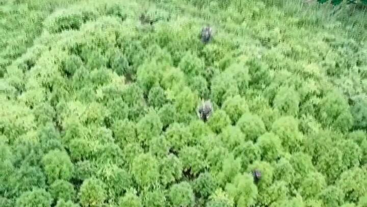 Jujuy: allanan una finca con plantaciones de marihuana