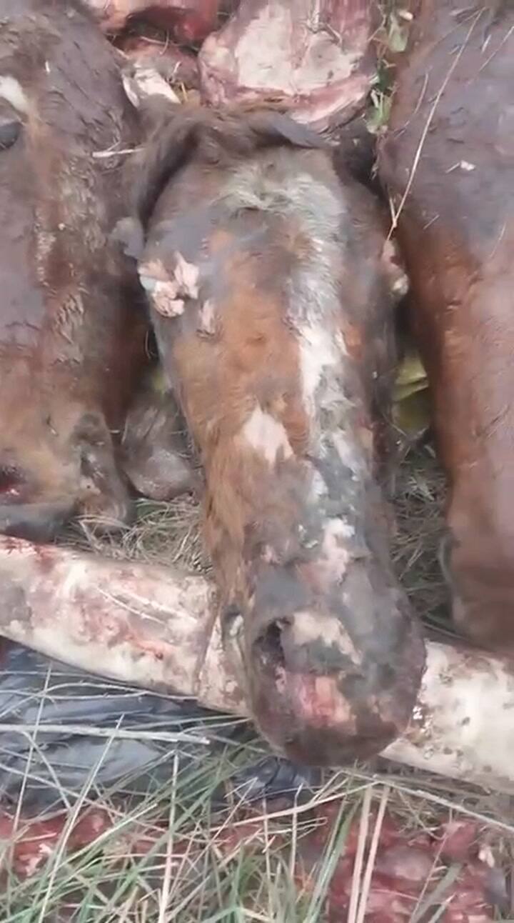 Cabezas descartadas de caballos faenados ilegalmente