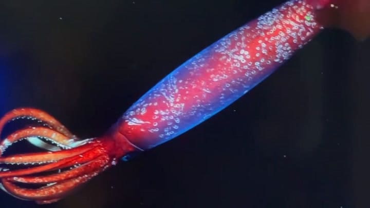 “Calamar Antártico filmado por la expedición del Schmidt Ocean Institute 2024/ Cristian Lagger