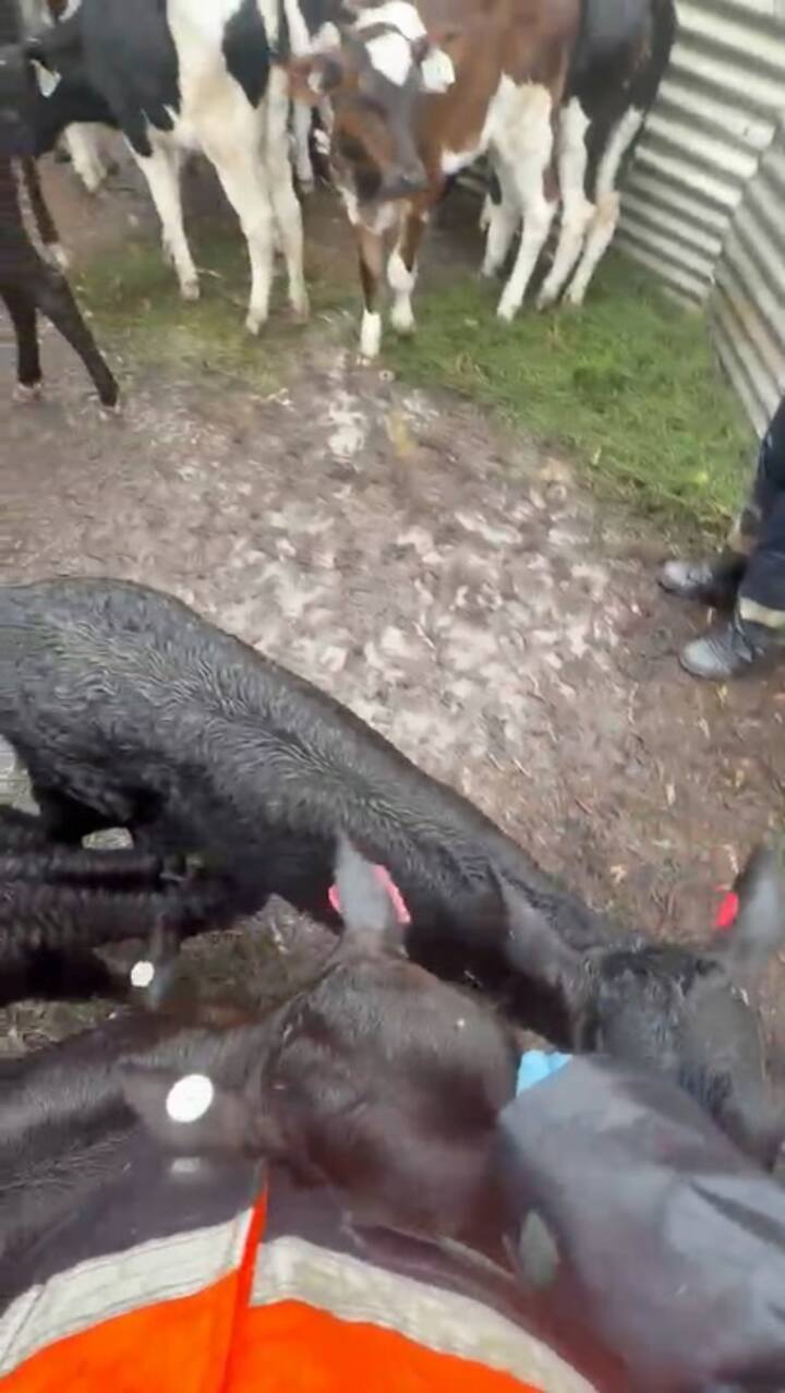 Sus jornadas comienzan a las cuatro de la mañana