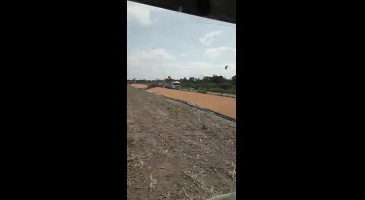 Rompieron 8 silobolsas con maíz en Santa Margarita, Santa Fe