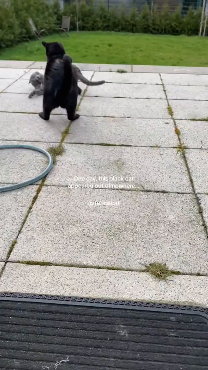 La historia de amor felina que genera furor en TikTok