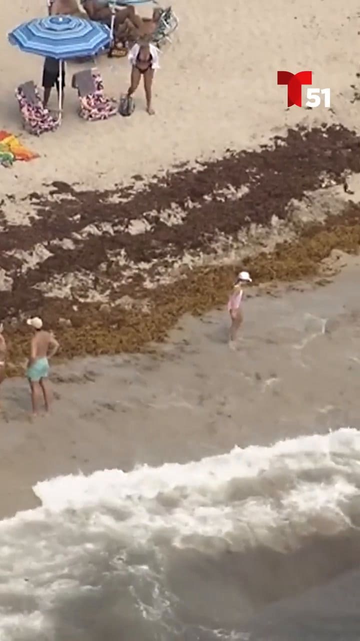 Así se ve el exceso de sargazo en las costas de Florida