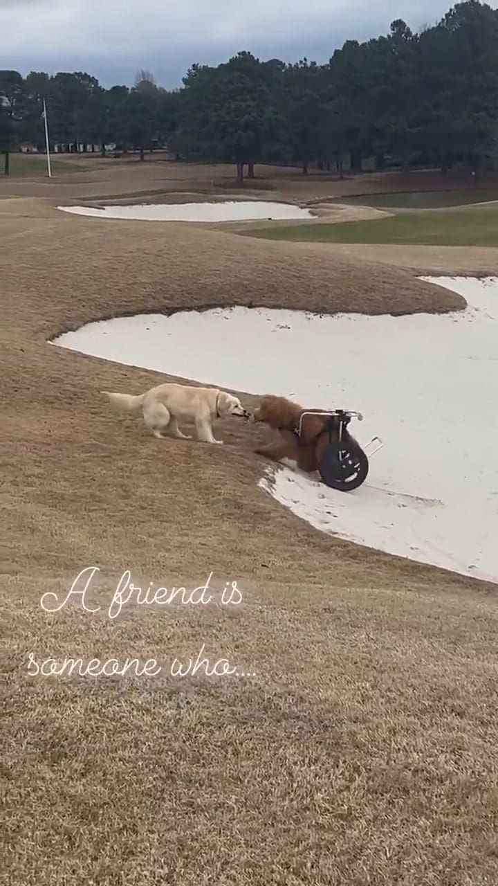 El video de los perros que conmovió a todos