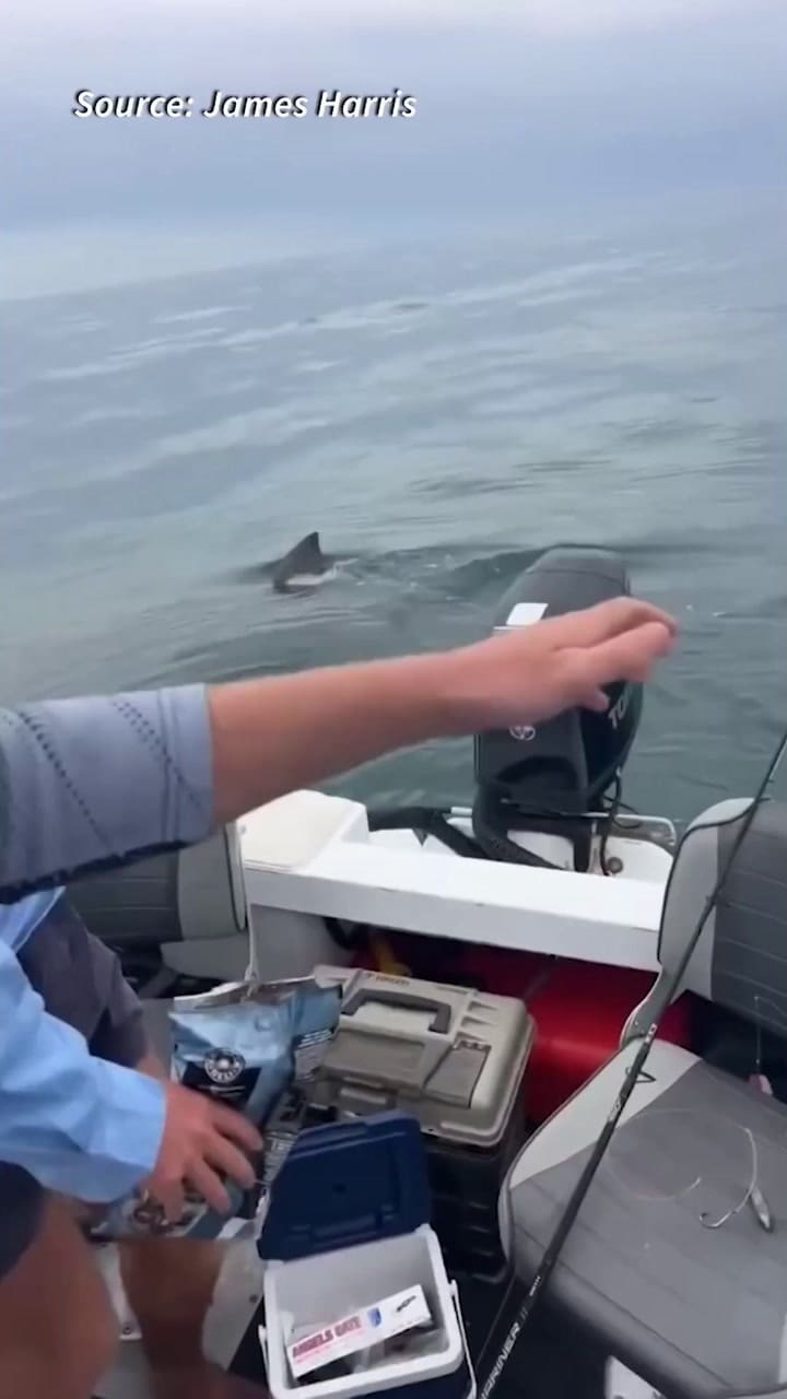 Un tiburón de 5 metros asustó a unos pescadores en Australia