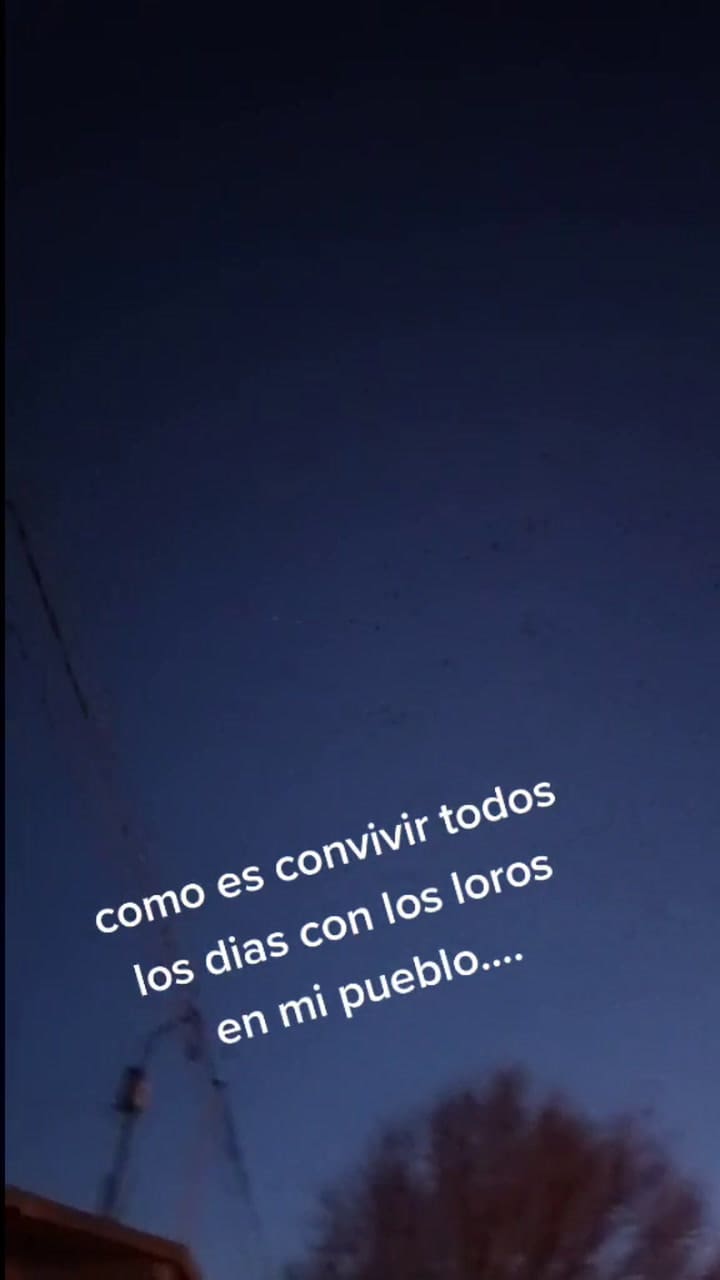 Pllaga de loros en Hilario Ascasubi