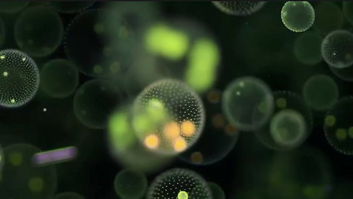 Las algas de agua dulce Volvox aureus (Gerd Günther)