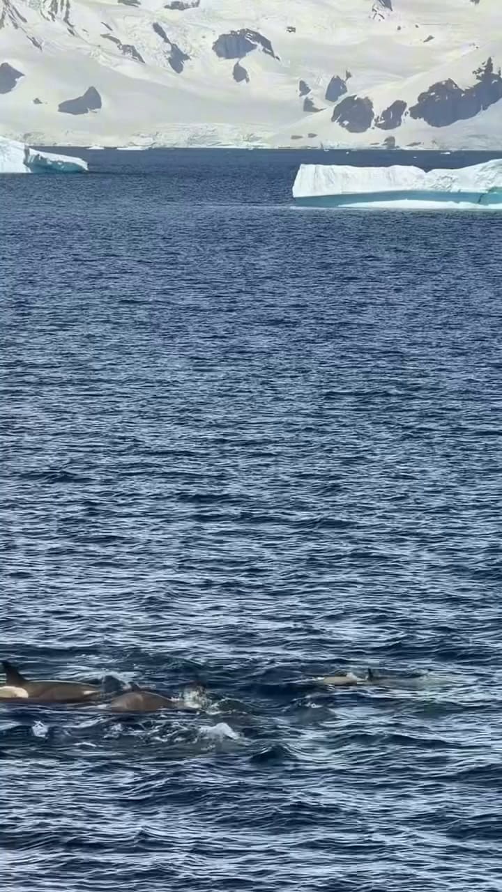 Así nadan las orcas libres en la Antártida Argentina