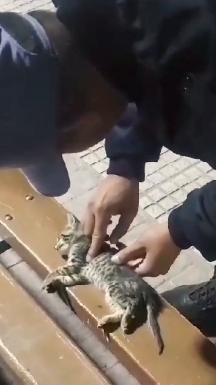 Emocionante: el momento en el que un policía le hace RCP a un gatito y le salva la vida