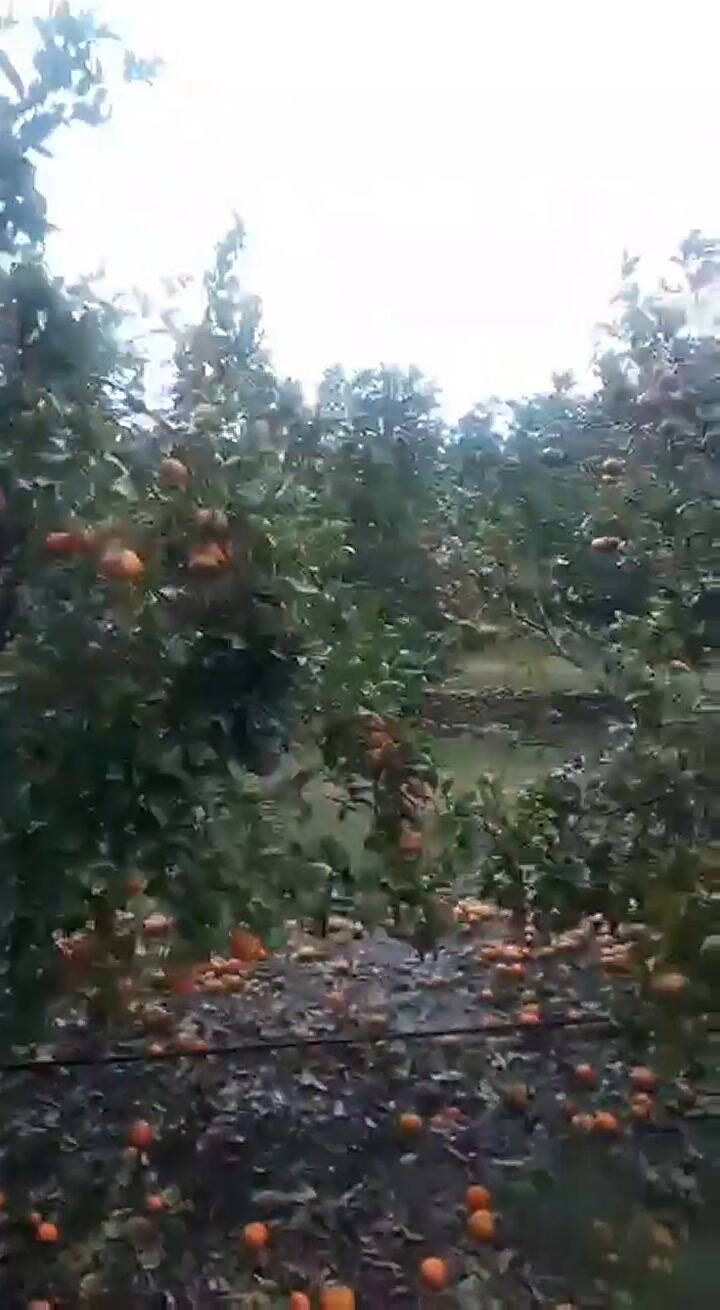 Temporal y granizo afectan la producción de cítricos en Entre Ríos y Corrientes