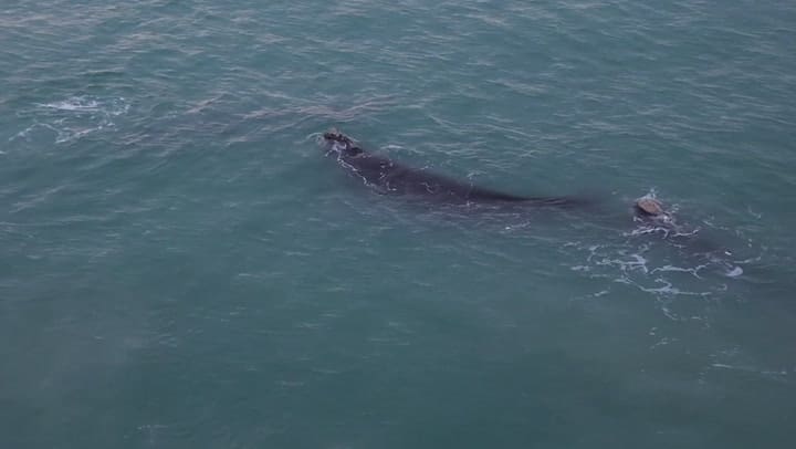 A vista de dron: ballenas gigantes frente a Costa Esmeralda - Gentileza José Carné