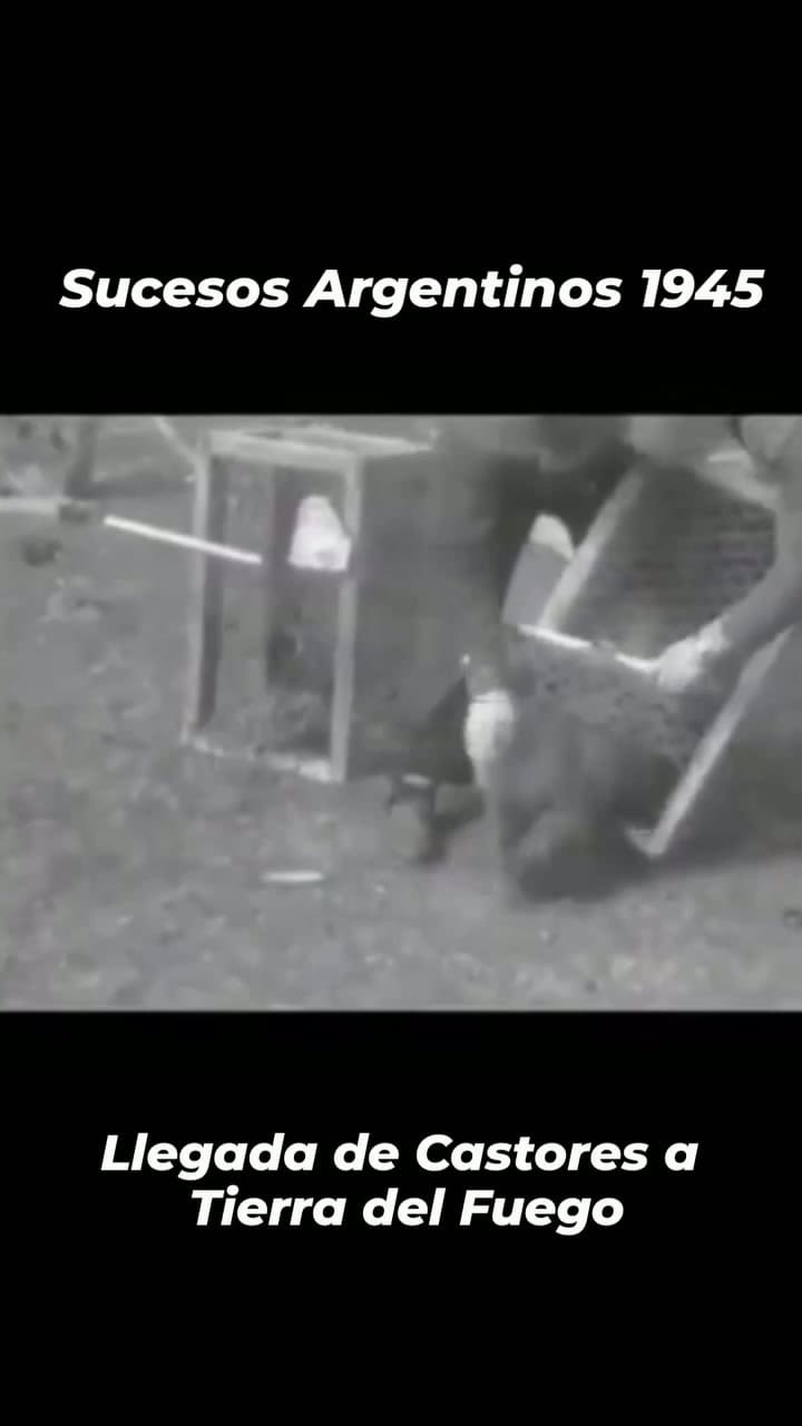 Sucesos argentinos: Introducción de castores en Tierra del Fuego, en 1945