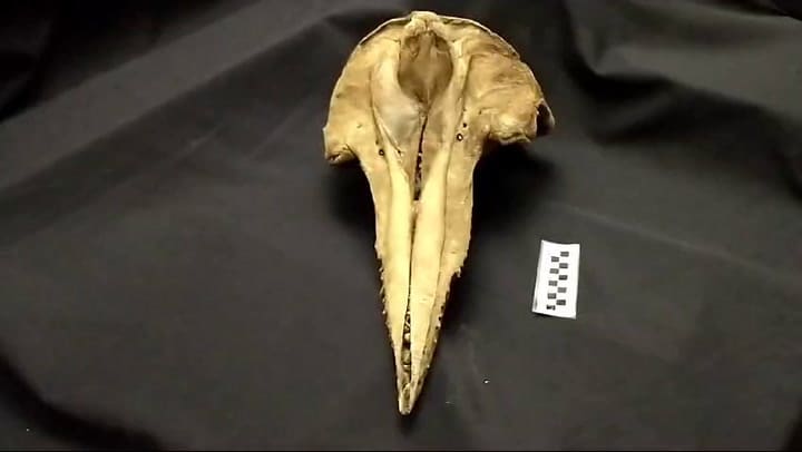 Hallan cráneo de delfín de hace 5000 años en San Pedro