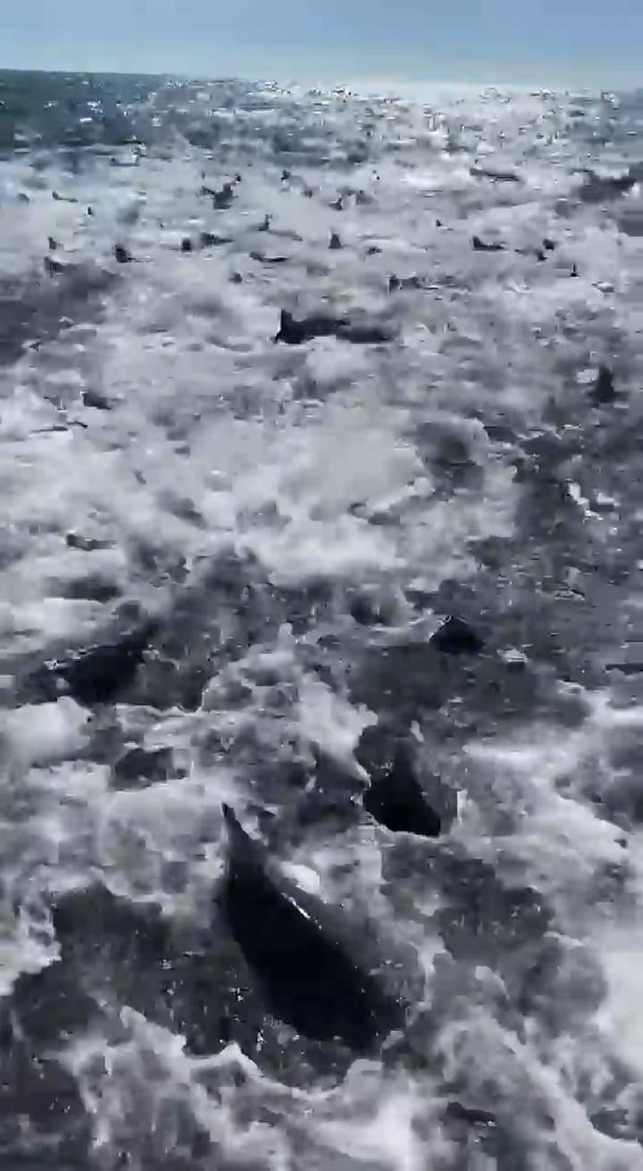 El momento del ataque de los tiburones
