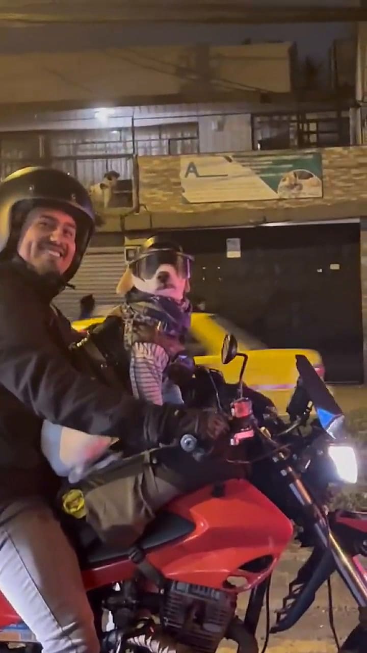 El perro se volvió popular en TikTok
