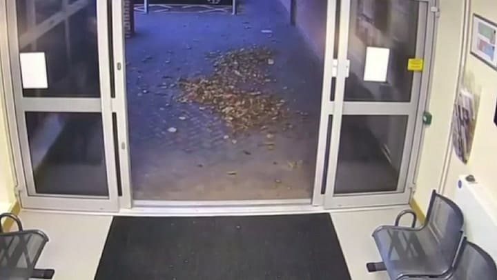 Una perra que estaba desaparecida apareció en la estación de policía
