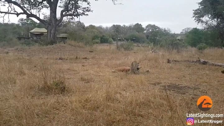 Batalla campal entre perros salvajes, hienas y un leopardo por una presa
