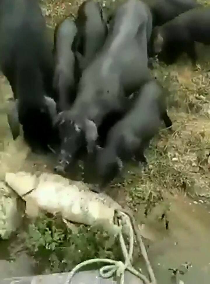 Los cerdos ayudan a un pez a regresar al agua