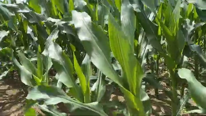 Así es la granja que la familia Kellogg salvó - Farm Progress