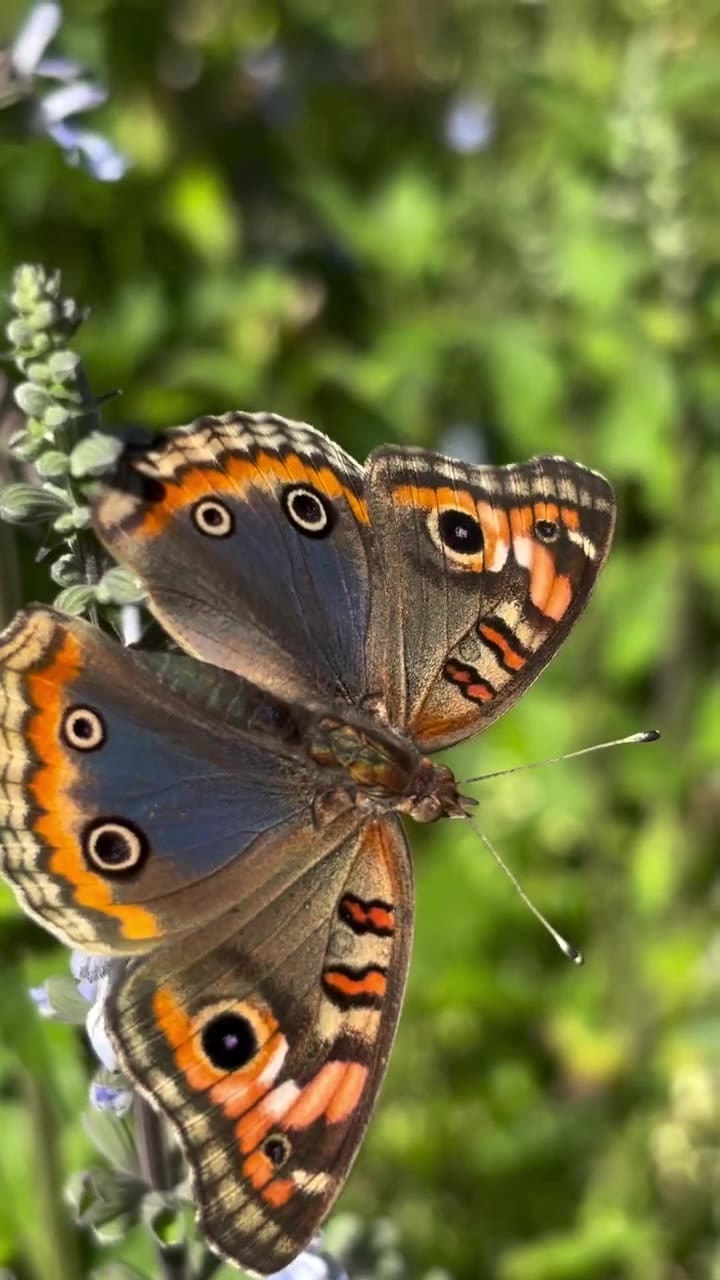 Congreso de Mariposas y Biodiversidad en el Ecoparque