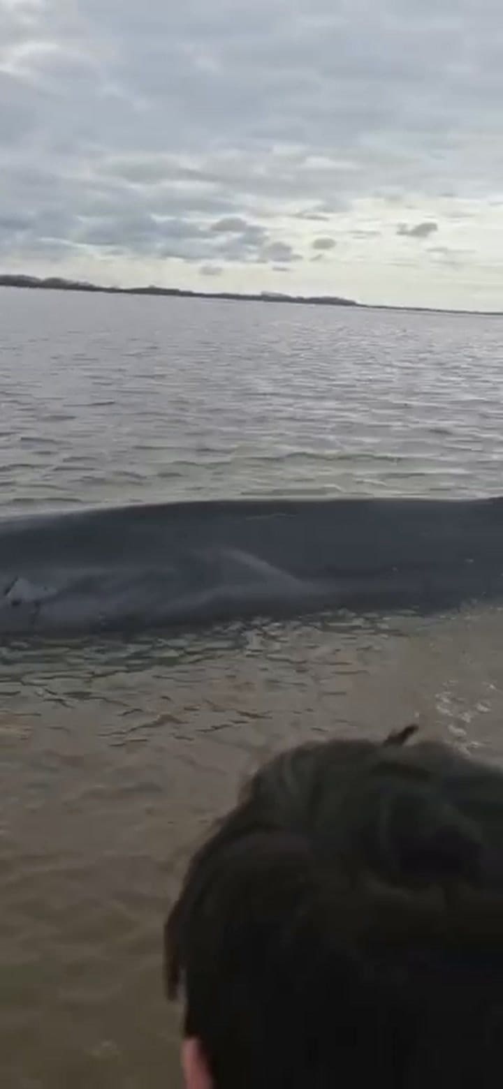 Una ballena quedó varada en la costa de San Isidro