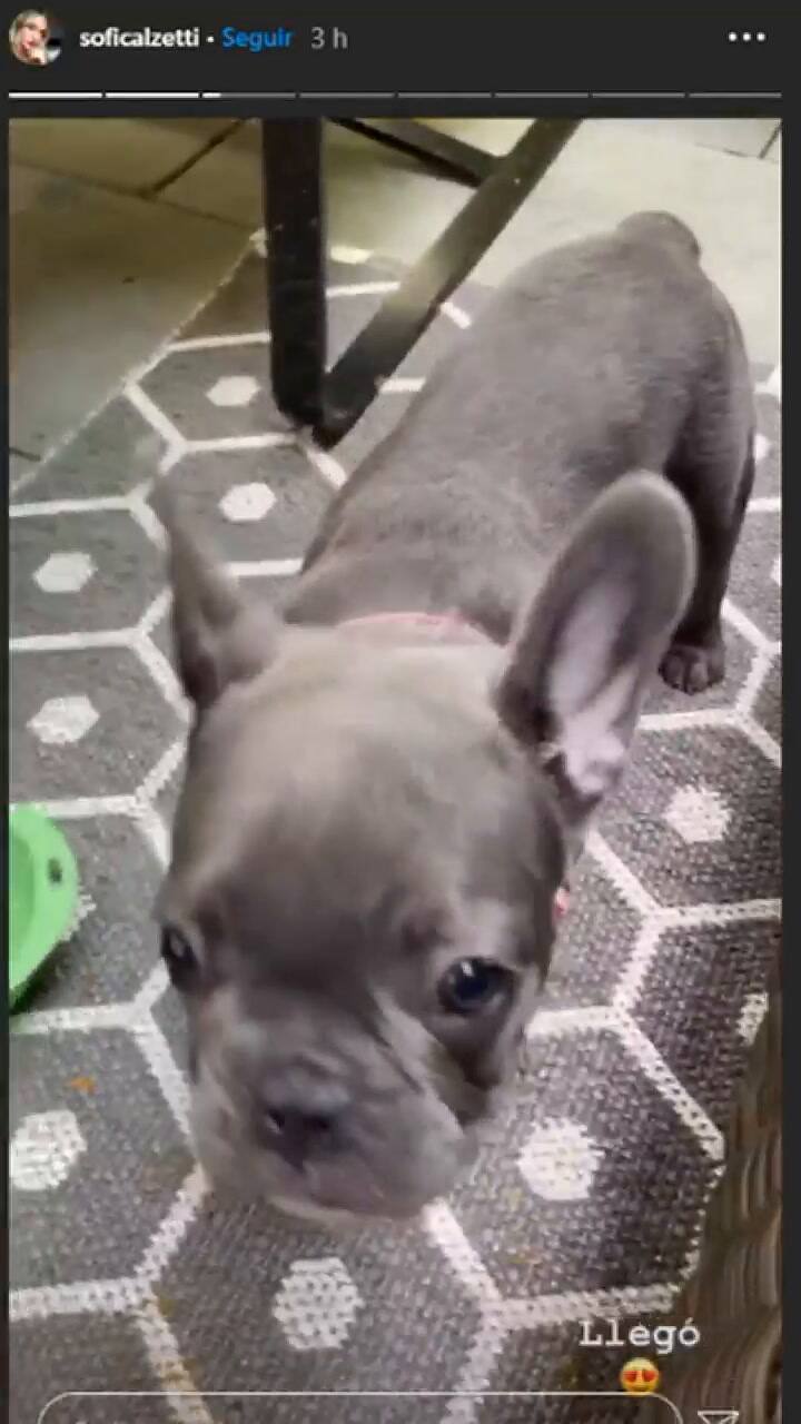 El Kun Agüero y su novia presentaron a su nueva mascota - Fuente: Instagram