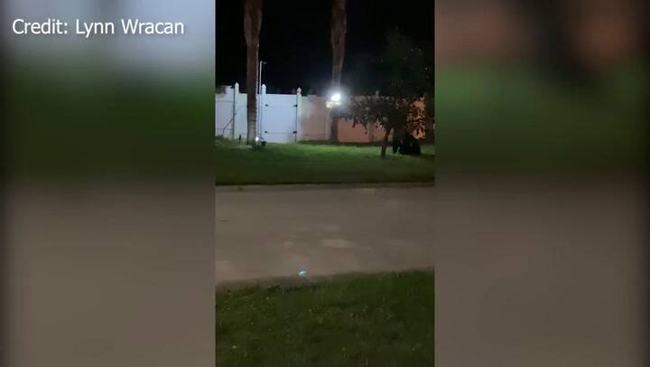 Un residente de Davenport captó a un oso negro comiendo los frutos de un árbol