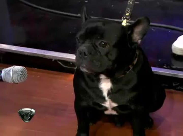 Showmatch 2011 - Marcelo Le Puso Los Puntos A Moro, El Perro De Paula Chaves (1)