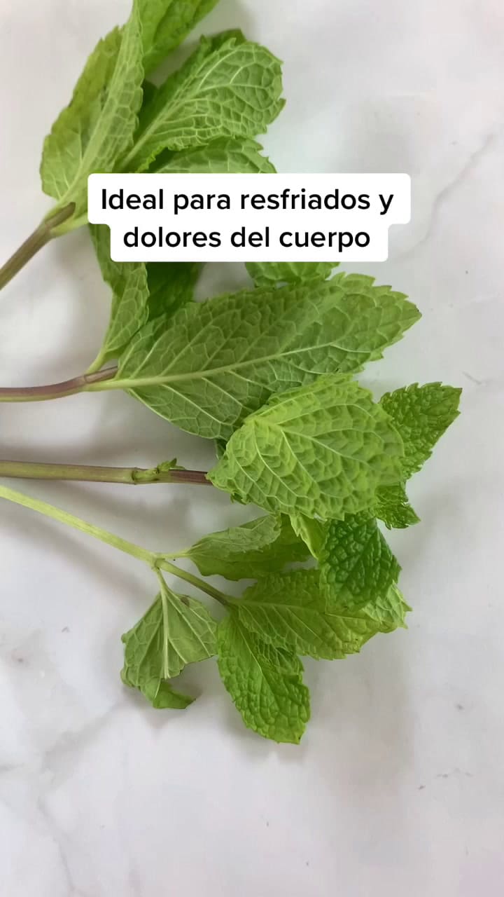 ¿Te Gusta La Menta Comenta Con Que Lo Acompañas #Salud #Aprendeentiktok #Medicinachina #Comidasaludable