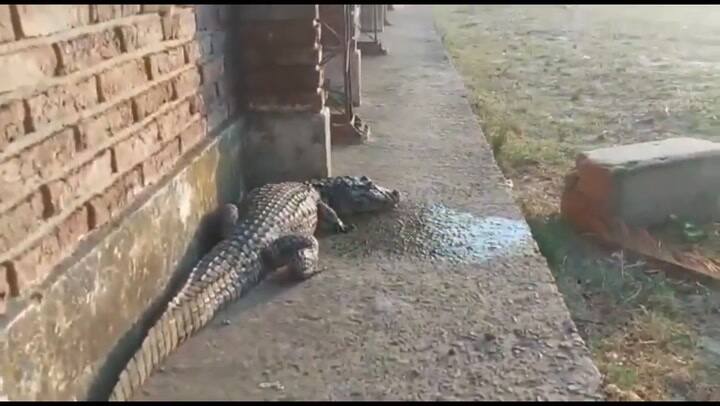 Un yacaré apareció en el patio de una escuela rural en Esquina, Corrientes