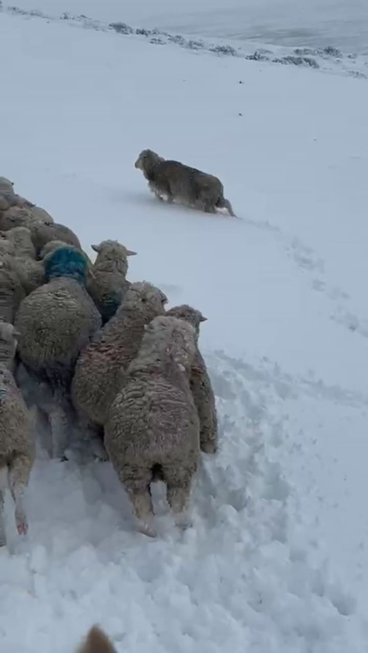 Productores ovinos mueven los animales por la nieve