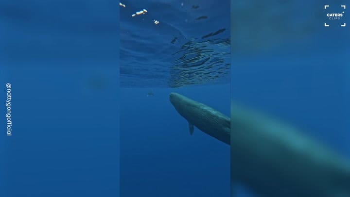 El momento impactante en el que dos ballenas gigantes se interponen para “proteger” a un buzo de un tiburón asesino