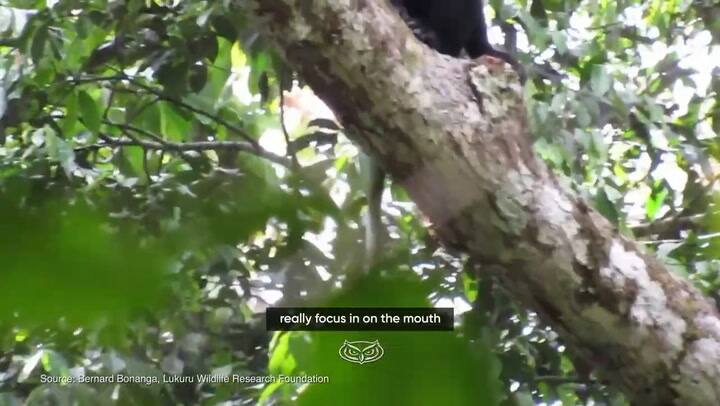 Así es el Likweli, la nueva especie de mono descubierta en el Congo (Gentileza Florida Atlantic University)