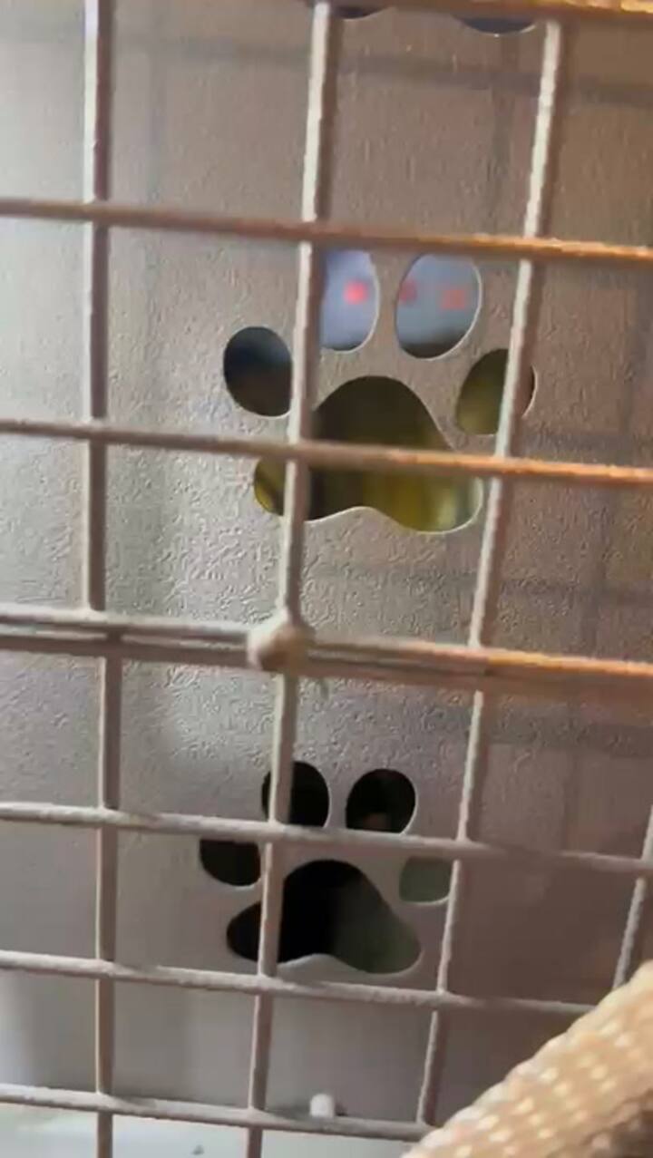 El chequeo de los animales en el aeropuerto