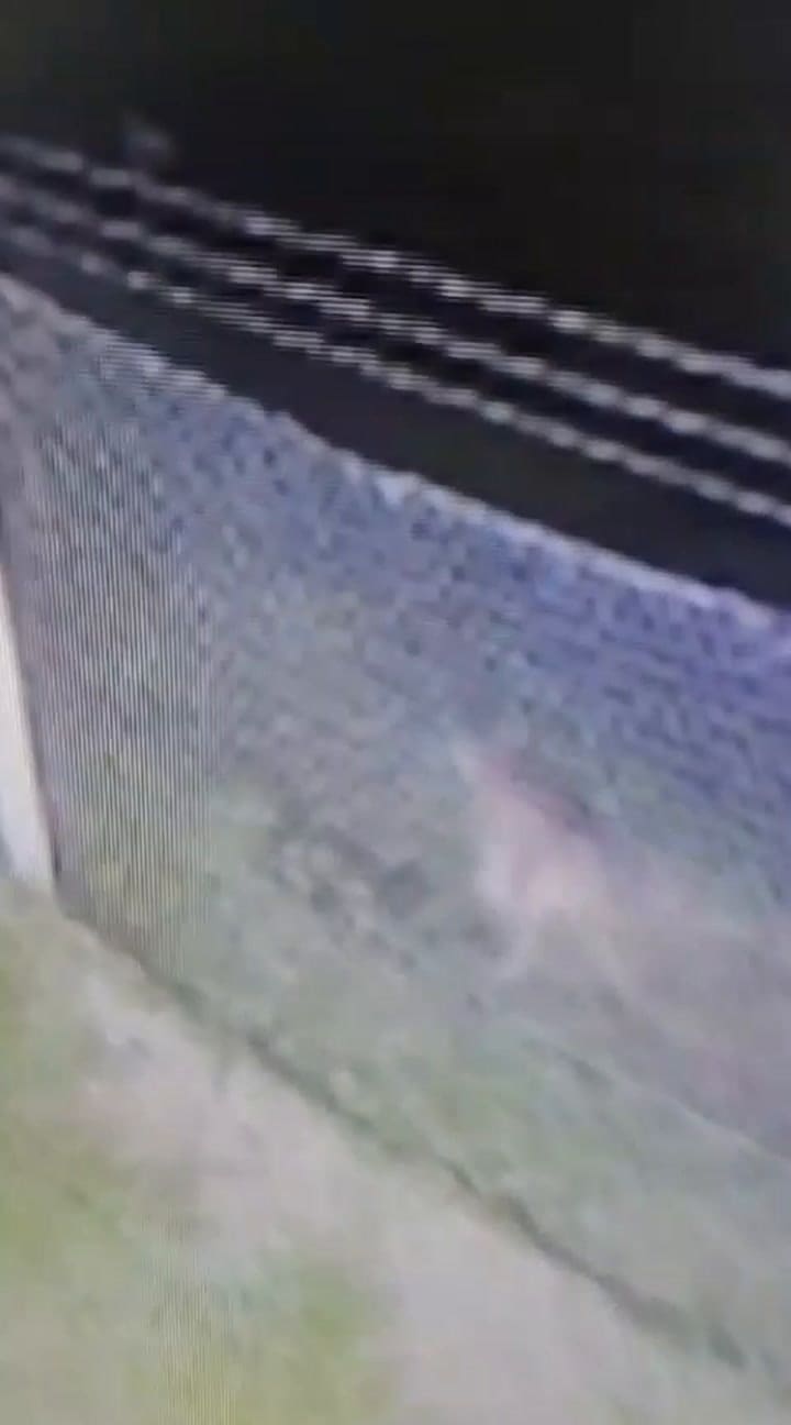 El puma avistado