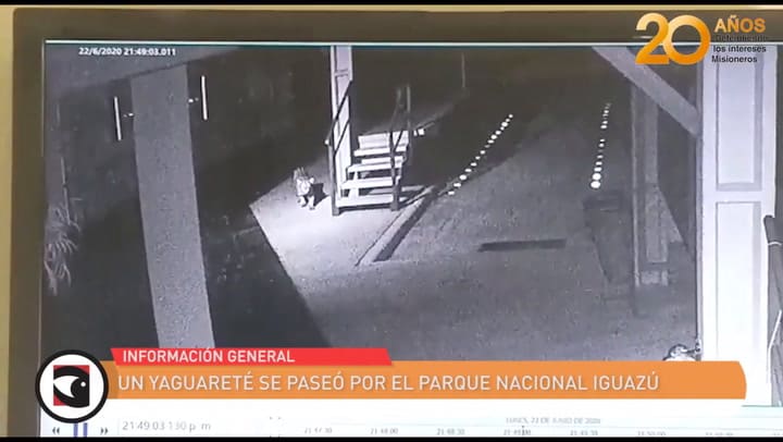 Iguazú: el sorprendente momento en el que un empleado se encontró cara a cara con un yaguareté