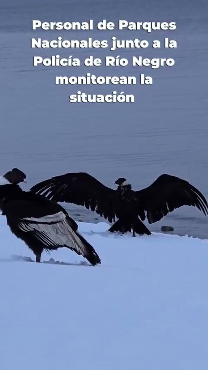 Cóndores en el lago Nahuel Huapi