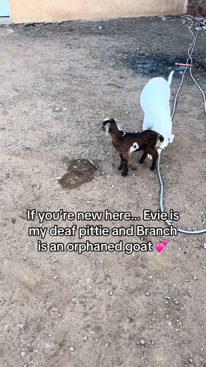 Una perra adoptó a un cabrito huérfano y lo cuida como si fuera un bebé
