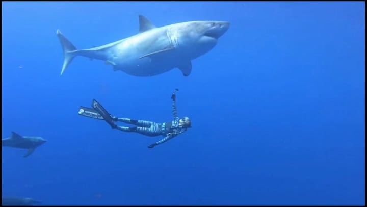 Ocean Ramsey Nadando Junto A Un Tiburón (Creditos One Ocean Diving)