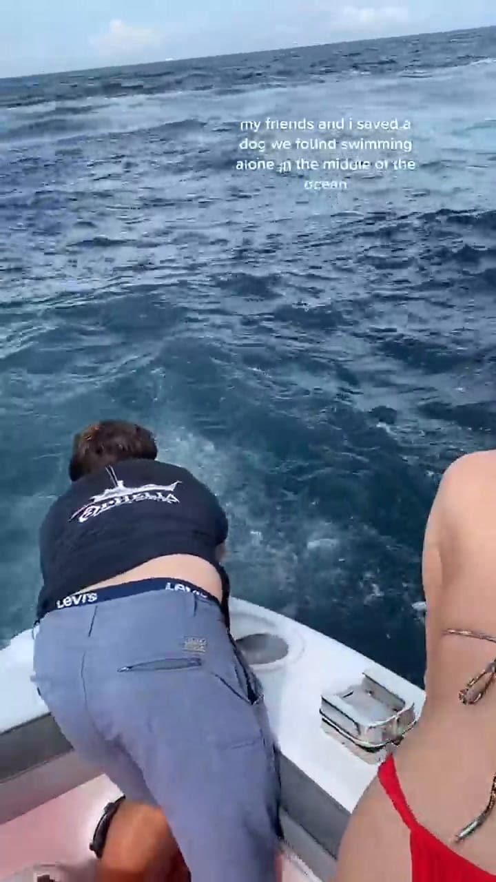 Rescatan a un perro que encuentran nadando en medio del océano