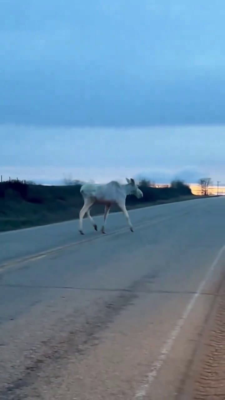 Se cruzó a un animal único en medio de la ruta en Canadá